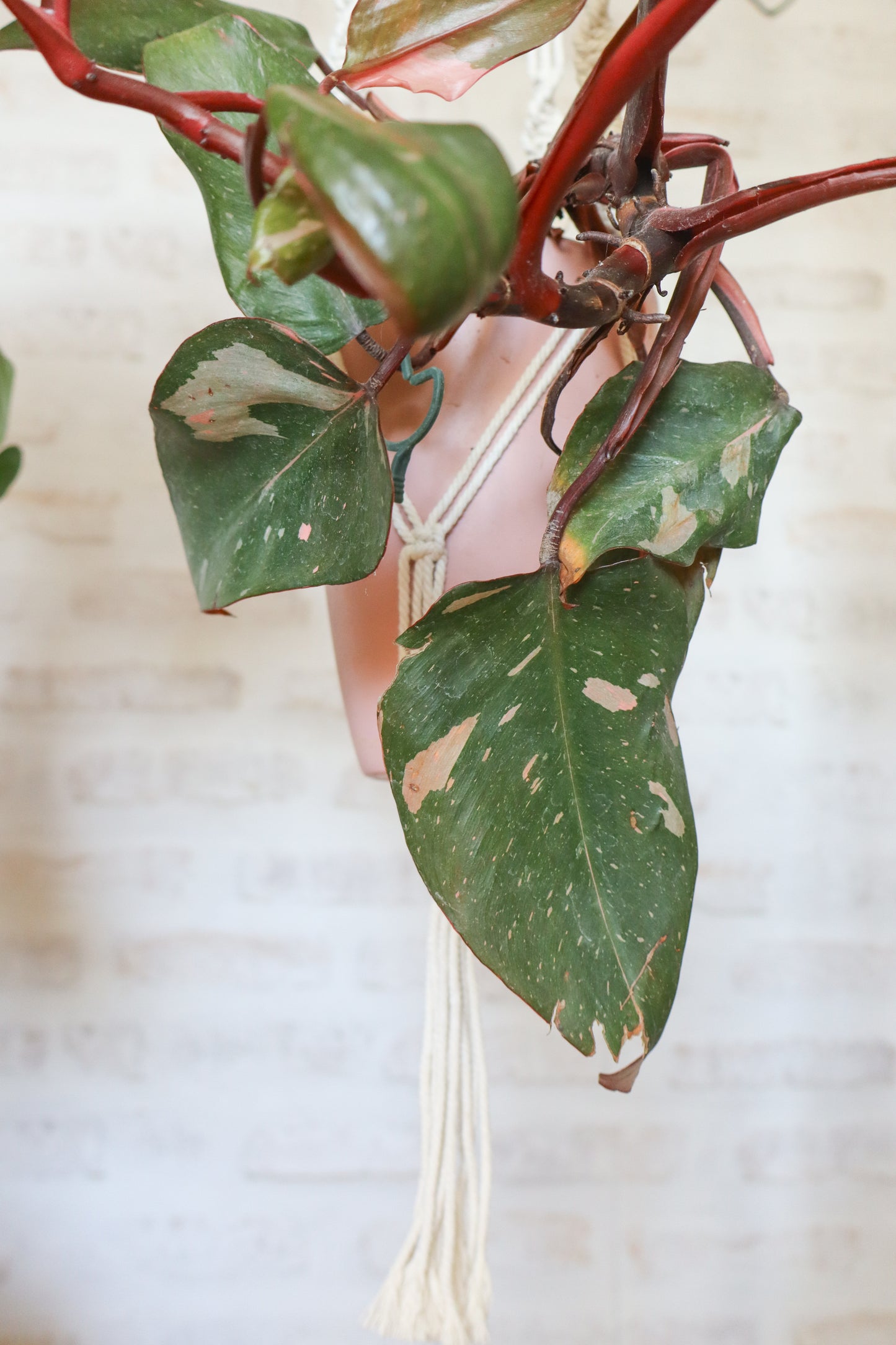 suspension en macramé porte plante en macramé plant hanger écru bois decoration boheme Maiana